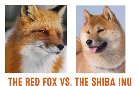 Shiba Inu Fox Comparison