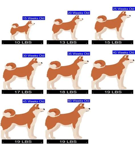 Shiba Inu Size Chart: Understanding The Size Of Your Furry Friend