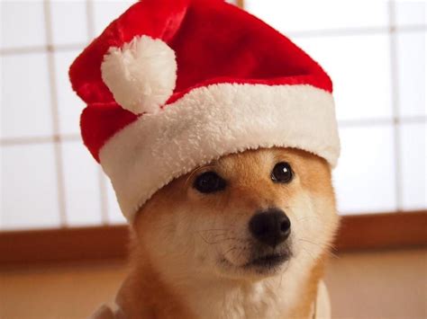 Studio Shot Of Shiba Inu Dog Wearing Santa Hat Stock Photo Getty Images