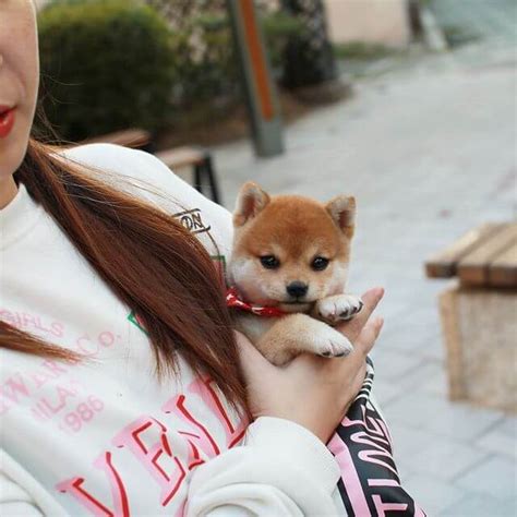 Sophia Female Teacup Shiba Inu Mini Teacup Puppies, INC