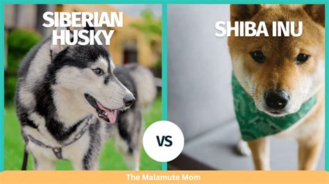 Shiba Inu Vs Husky Size: Which Is Bigger?