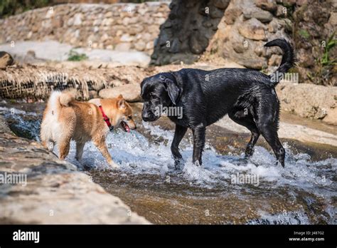 Shiba Inu + Black Lab Playing on the Patio YouTube