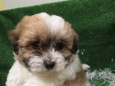 Shih Tzu And Bichon Mix Puppies For Sale