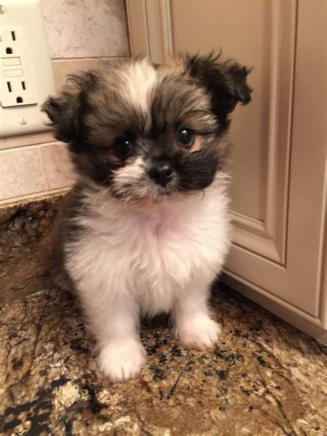 Shih Tzu And Pomeranian Mix Puppies For Sale: The Perfect Companion For
Your Family