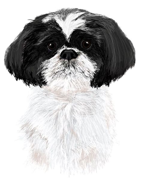 Shih Tzu Black And White Drawing