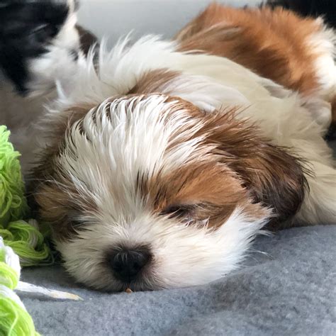 Shih Tzu Brown And White: A Unique And Adorable Breed