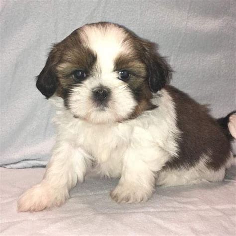 Shih Tzu Dogs For Sale Wisconsin