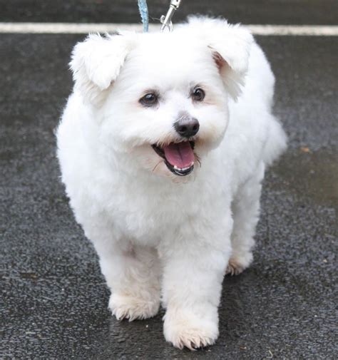 Shih Tzu Japanese Spitz: The Perfect Combination For A Furry Companion