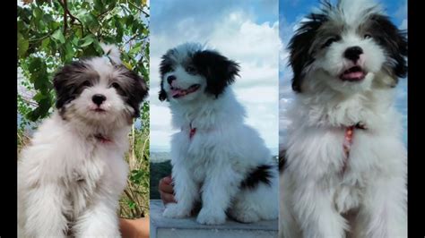 Shih Tzu Japanese Spitz Mix: A Unique And Adorable Dog Breed