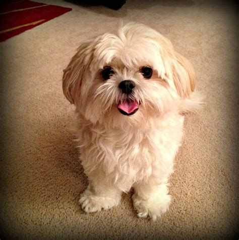 Shih Tzu Maltese Mix Puppies For Sale In Ohio