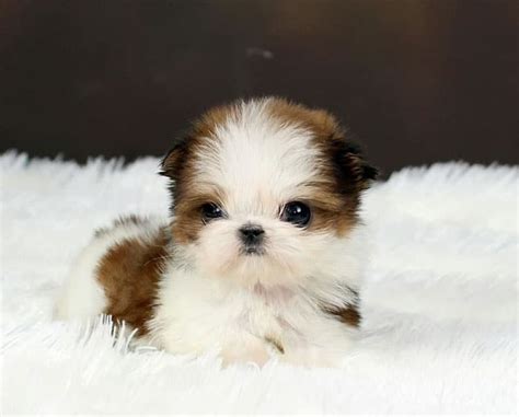 Shih Tzu Teacup Puppies: Perfect Little Companions