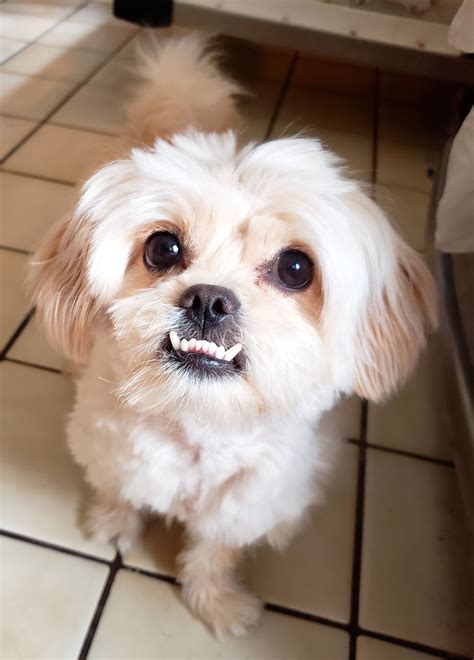 Shih Tzu Underbite: What You Need To Know