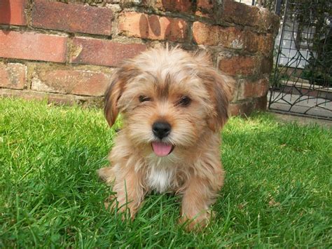 4 beautifull shih tzu x yorkie puppies for sale Mixed Breed for Sale