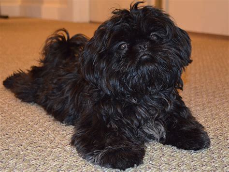 Black Shih Tzu The Definitive Guide to the Cutest Black Dog