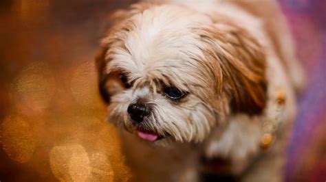 Shih Tzu Brown And White Puppy