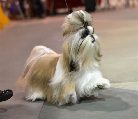 A Shih Tzu waits in the benching area for judging to start at Pier 92