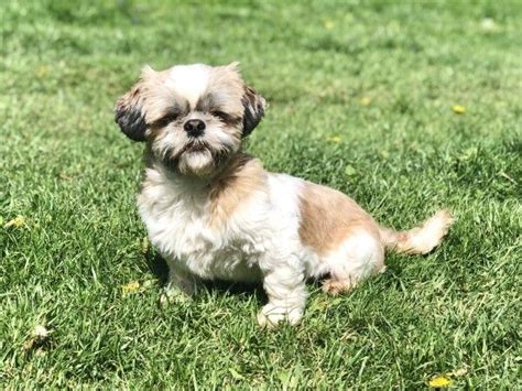 Adopt Bentley on Petfinder Animal rescue, Pets, Shih tzu dog