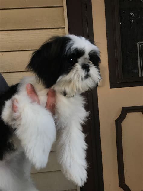 Visit our Shih Tzu puppies for sale near Franklin Wisconsin