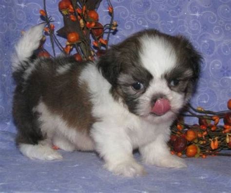 "Shih Tzu" Puppies For Sale Milwaukee, WI 313376