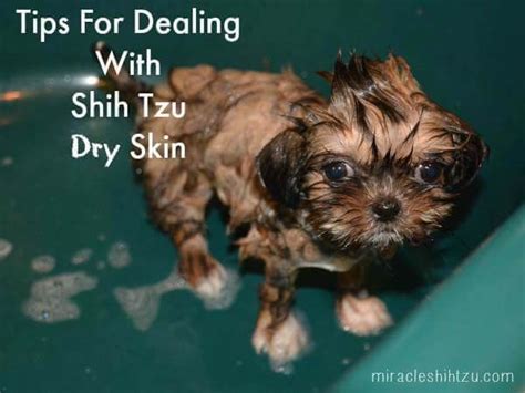 Unleash the Secret to Soothing Shih Tzu Dry Skin - Tips and Tricks for a Luscious Coat