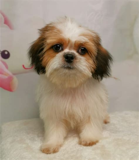 SHIH TZU FEMALE ID2092RM Central Park Puppies