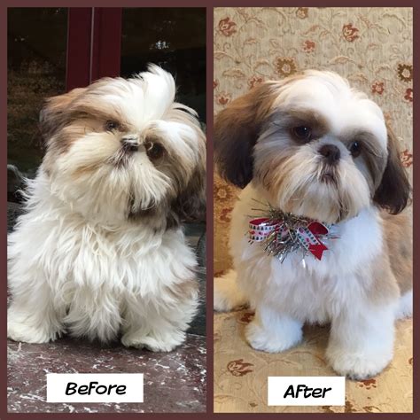 Shih Tzu Hair Cuts Styles