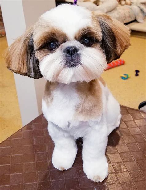 Shih Tzu Haircuts Boy: Tips And Ideas For 2023
