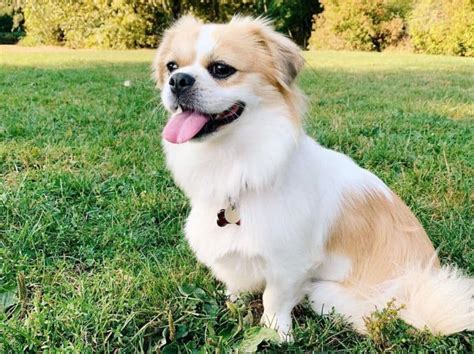 MARCO Japanese Chin/ShihTzu Mix for Sale in Osakis, Minnesota