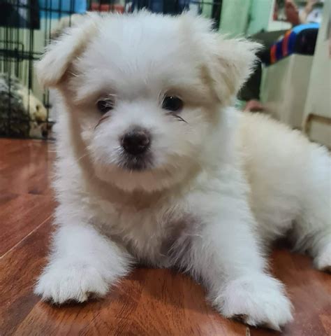 Cross Breed Japanese Spitz Mix Shih Tzu