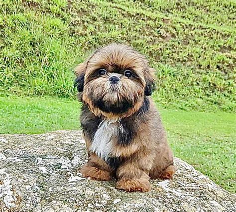 Shih Tzu Precio Costa Rica Shih Tzu Dog