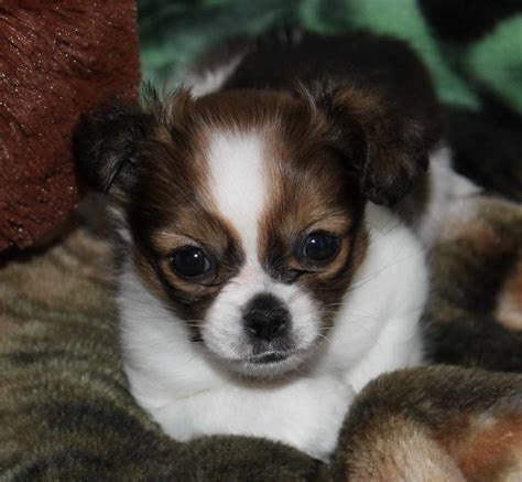 Shih Tzu Puppies Mixed With Chihuahua: A Unique And Adorable Hybrid