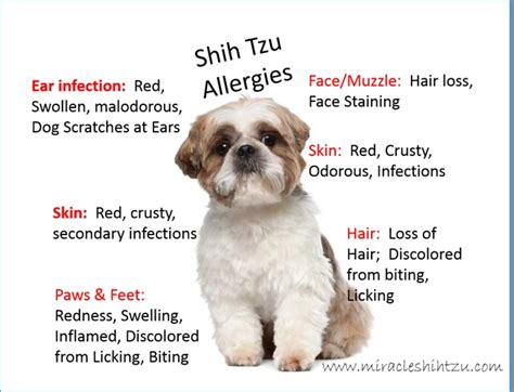 Shih Tzu Red Skin Rash: Causes, Symptoms, And Solutions