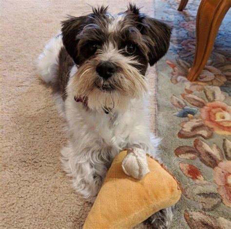 Shih tzu cross miniature schnauzer puppies in Scone, Perth and