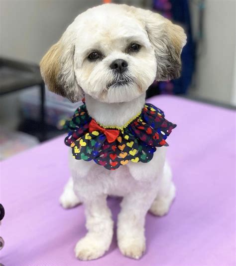 The Best Shih Tzu Haircuts Find One for Your Dog K9 Web