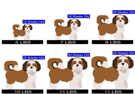 Shih Tzu Size Chart