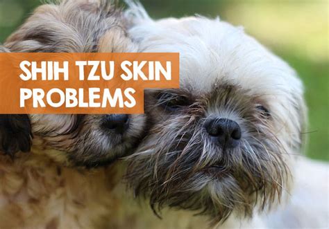Say Goodbye to Shih Tzu Skin Problems: Eradicate Black Spots!