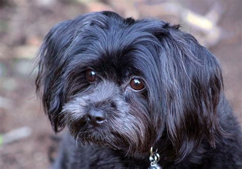 Shih Tzu Terrier Mix Black: Everything You Need To Know