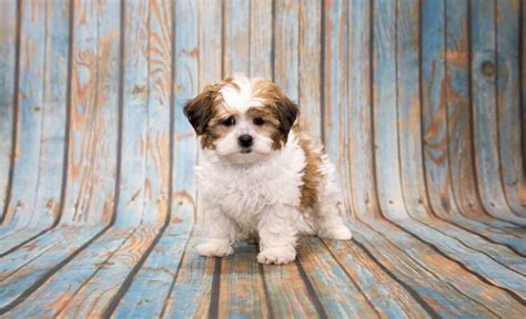 Shih Tzu X Toy Poodle: The Perfect Companion For 2023