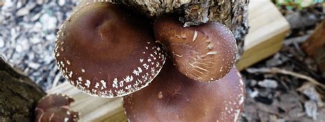 Shiitake
