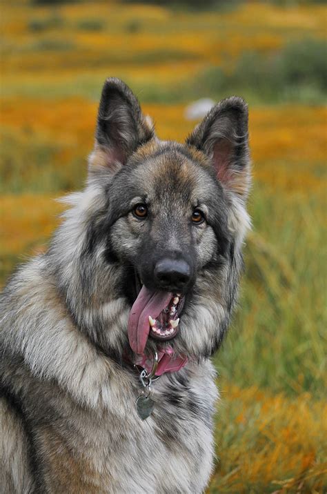 Shiloh Shepherd Puppies For Sale California / Guardian Kennels Purebred