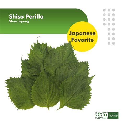 Shiso Jepang