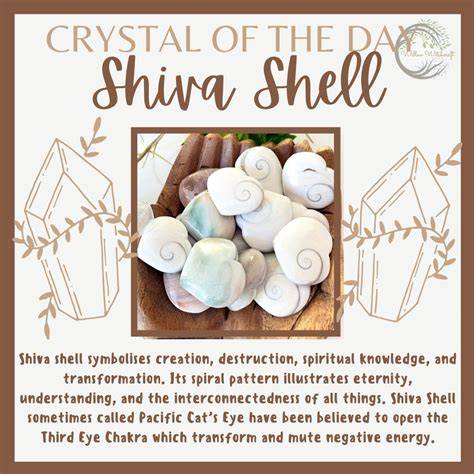 Unleashing the Mystical Powers of Shiva Eye Shell: Unlocking its Secrets for Spiritual Enlightenment
