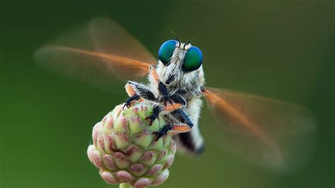 Shooting Tips for insect photography
