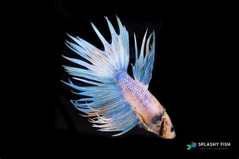 Shop Betta Fish