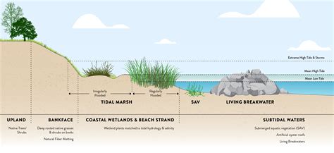Shoreline