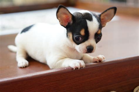 The Adorable Short Hair Black And White Chihuahua
