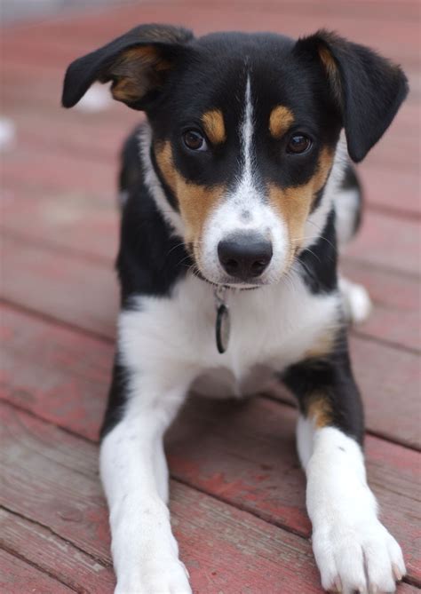 Border Beagle (Border Collie X Beagle Mix) Info, Temperament, Puppies