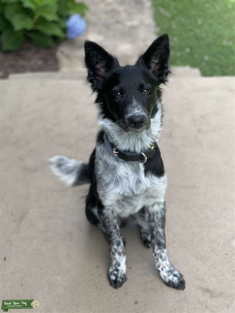 Blue cattle x short haired Border Collie puppies Dogs & Puppies