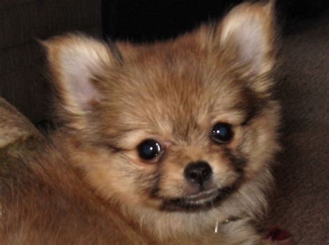 79+ Short Hair Chihuahua Pomeranian Mix Puppy l2sanpiero