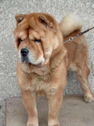 Short Hair Chinese Chow Dog: A Unique And Laid-Back Breed